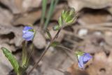 Veronica umbrosa