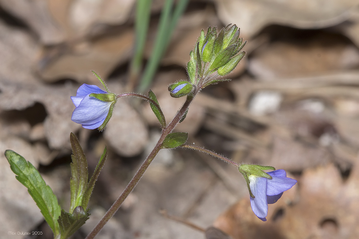 Image of Veronica umbrosa specimen.