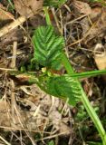 Alnus glutinosa