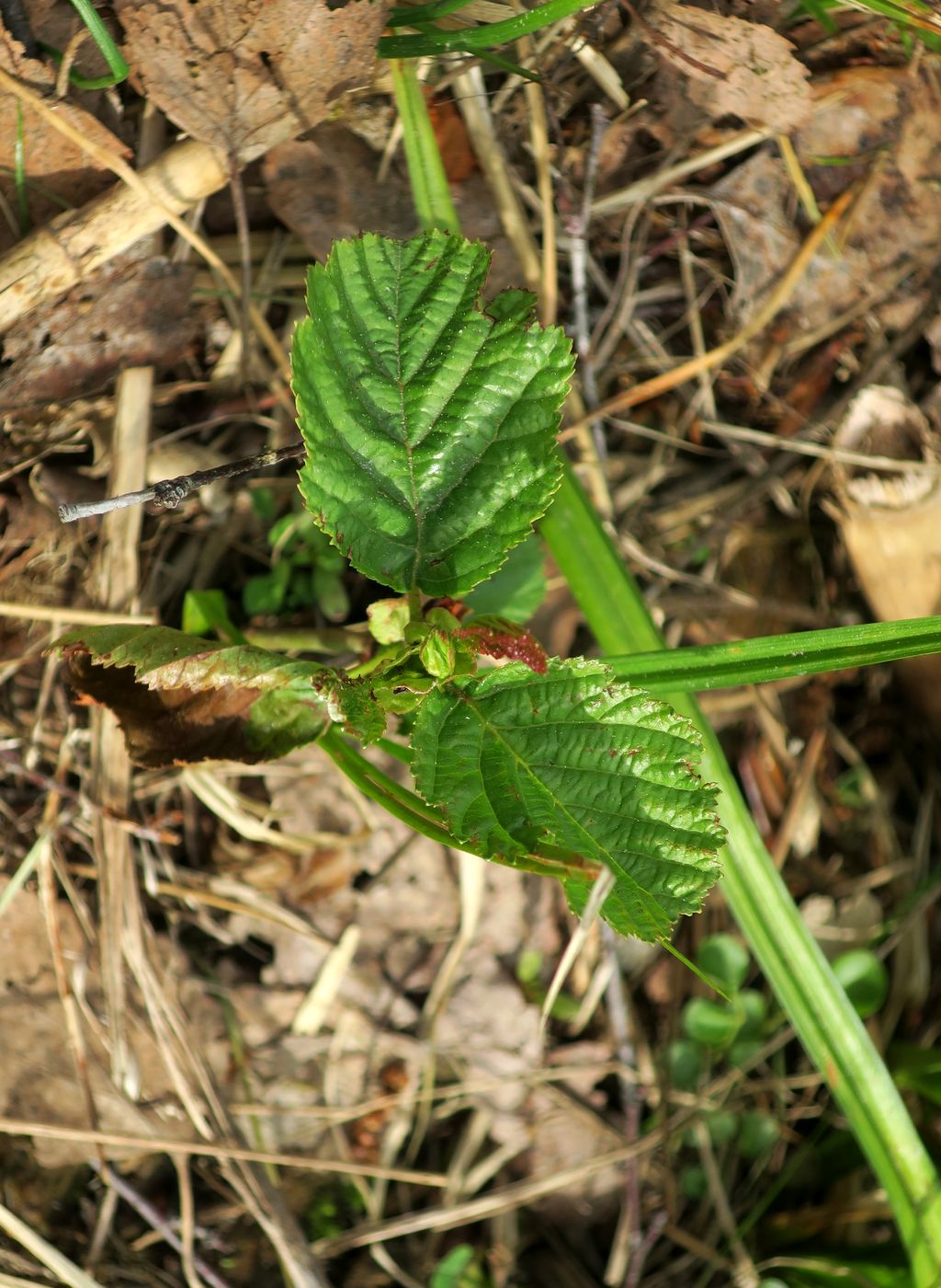 Изображение особи Alnus glutinosa.
