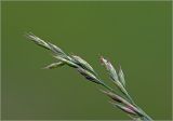 Festuca rubra. Соцветие. Московская обл., Раменский р-н, окр. дер. Хрипань, садовый участок. 26.06.2025.