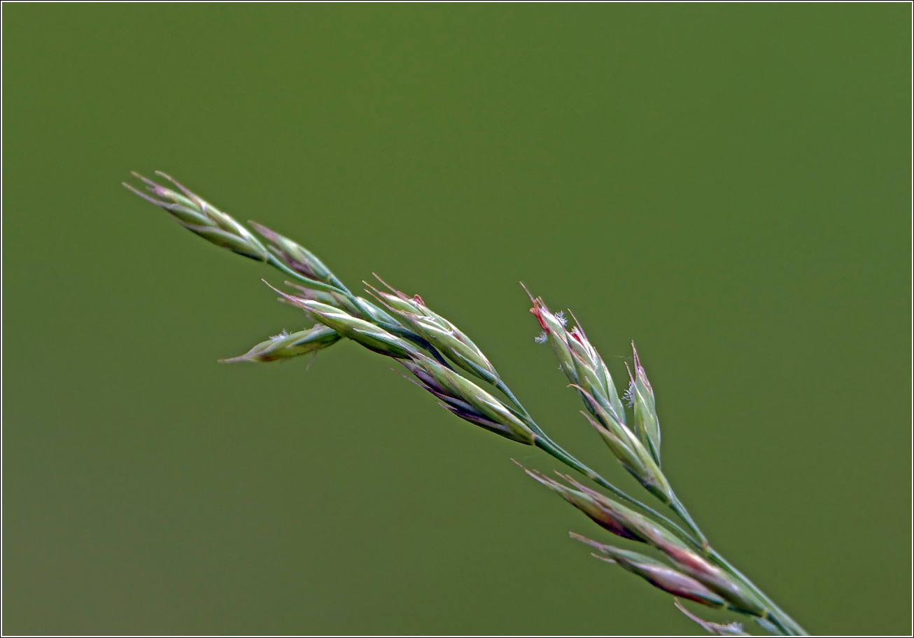 Image of Festuca rubra specimen.