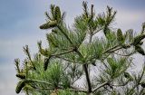 Изображение особи. Автор - Марина Скотникова