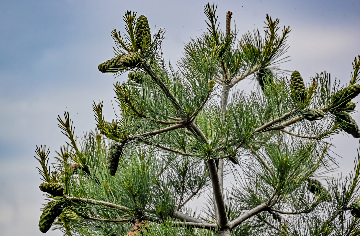 Изображение особи Pinus armandii.