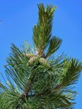 genus Pinus