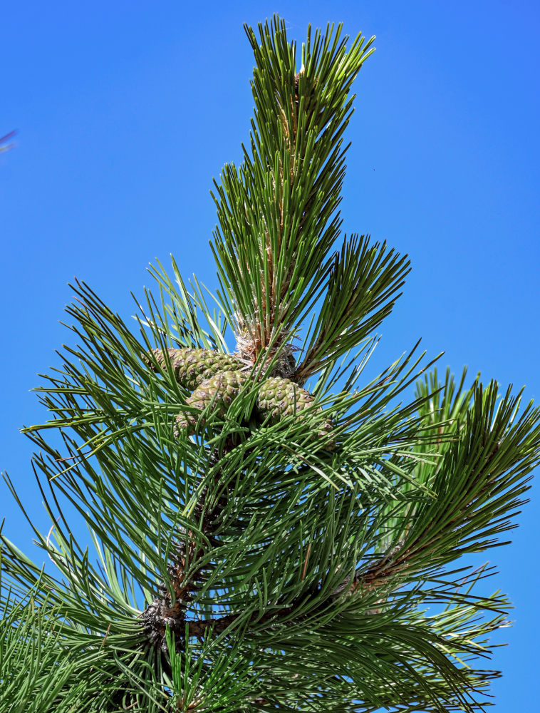 Изображение особи род Pinus.