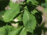 genus Spiraea. Листья под соцветием. Санкт-Петербург, Старый Петергоф рядом с ж.-д. платформой \"Университетская\", опушка мелколиственного леса на обочине подъездной дороги. 27.07.2025.