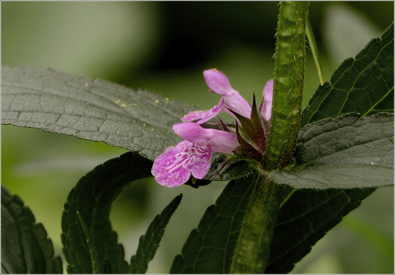 Image of Stachys palustris specimen.