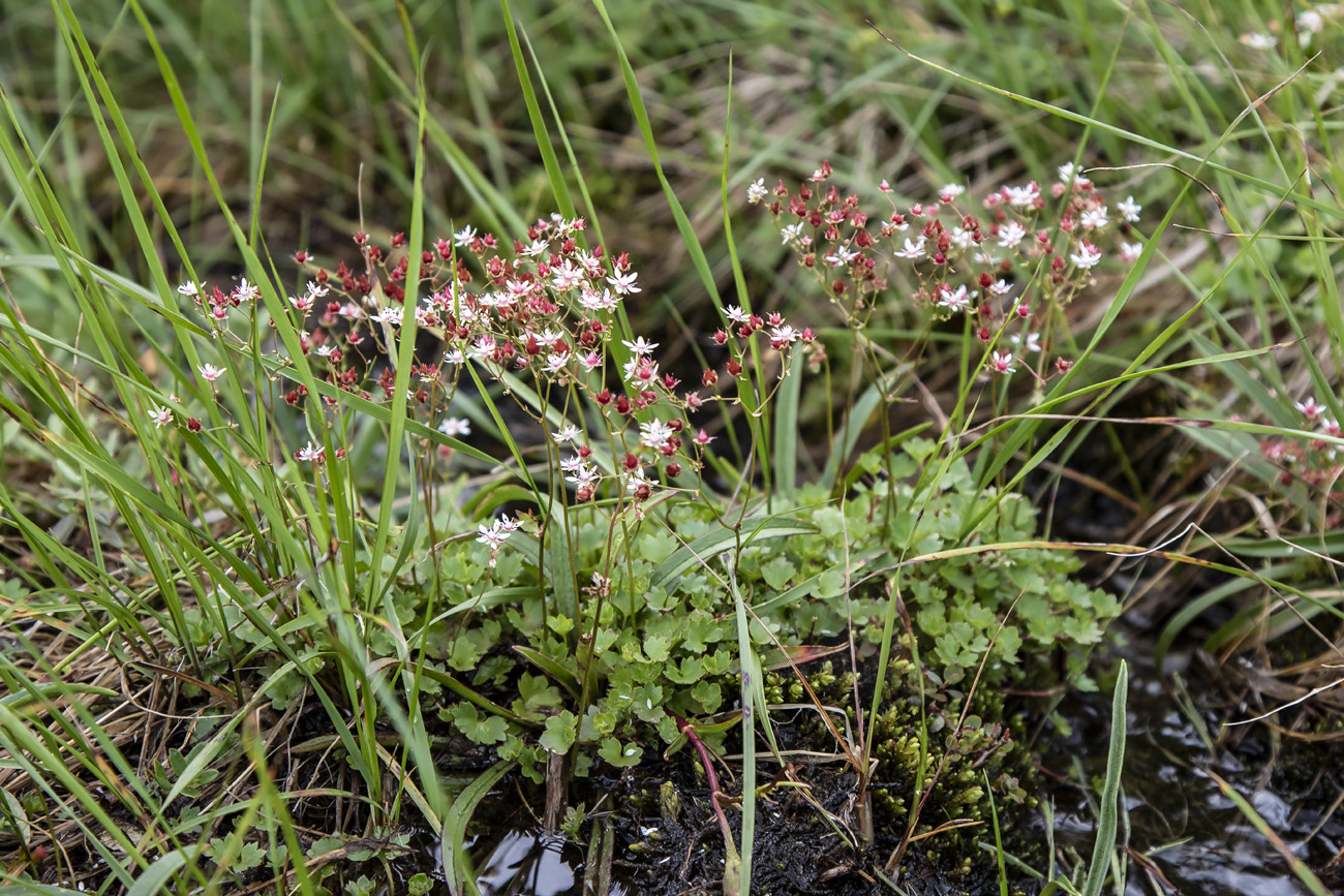 Изображение особи Micranthes nudicaulis.