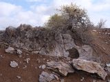 Arthrophytum balchaschense. Плодоносящее растение. Казахстан, Жетысуская обл., Панфиловский р-н, отроги Джунгарского Алатау, горы Долонтау, пестроцветы. 19 сентября 2025 г.