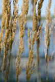 род Calamagrostis