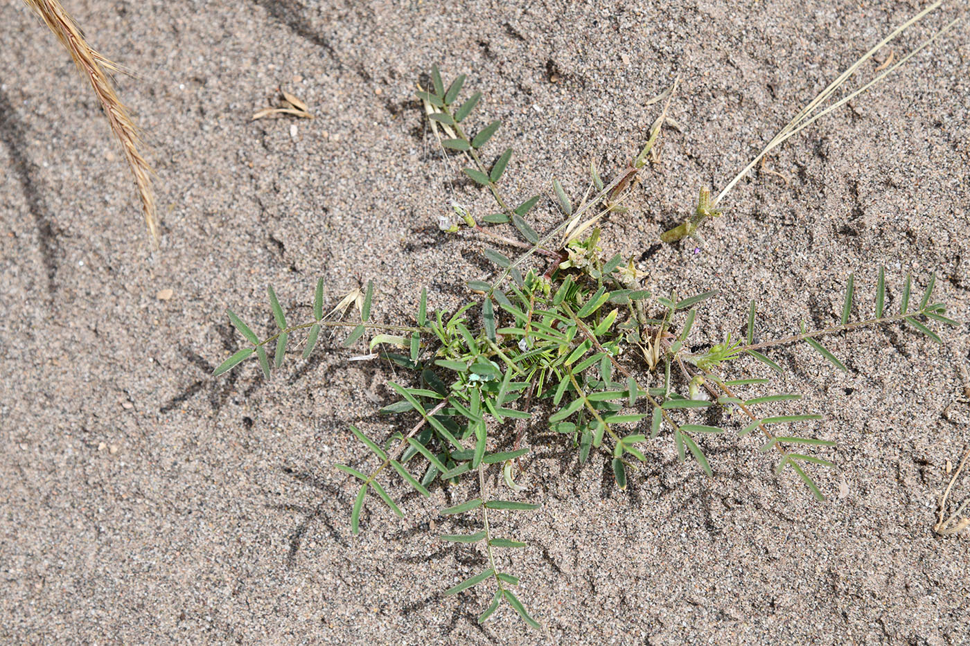 Изображение особи род Astragalus.