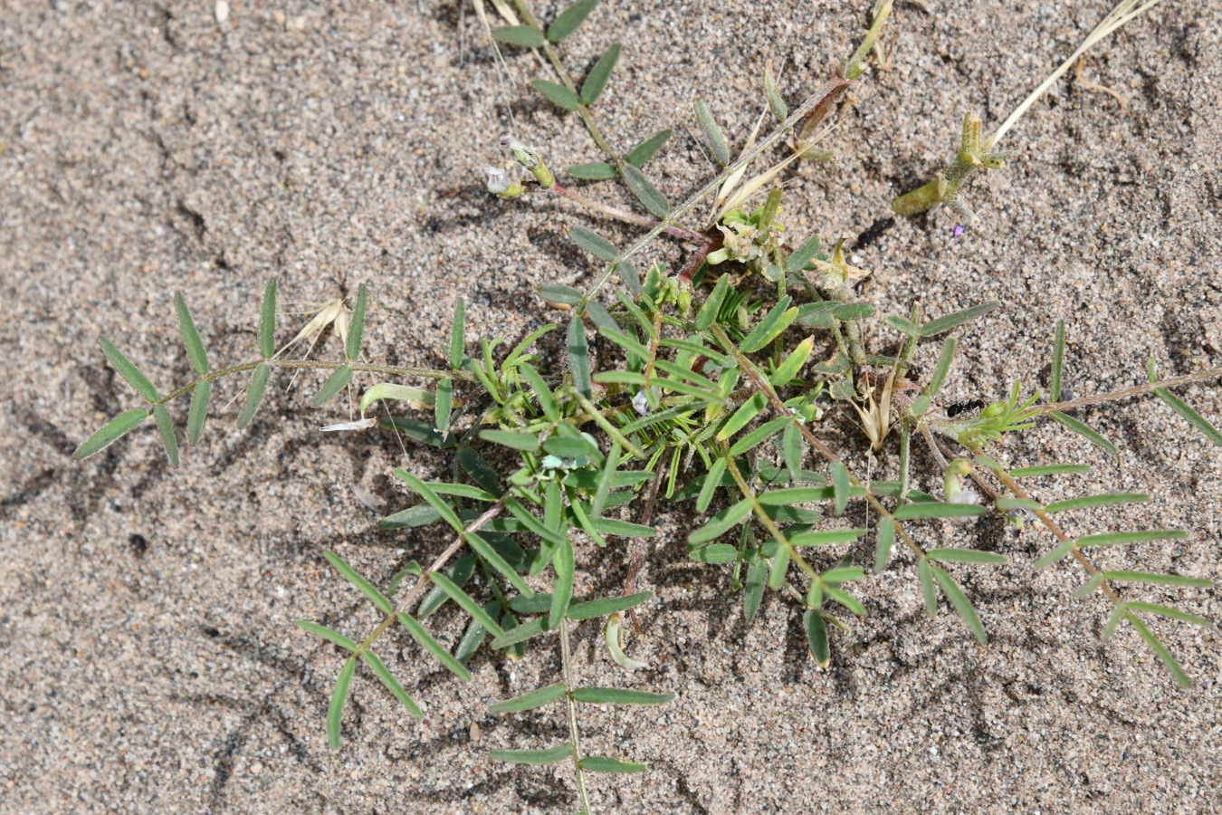 Изображение особи род Astragalus.