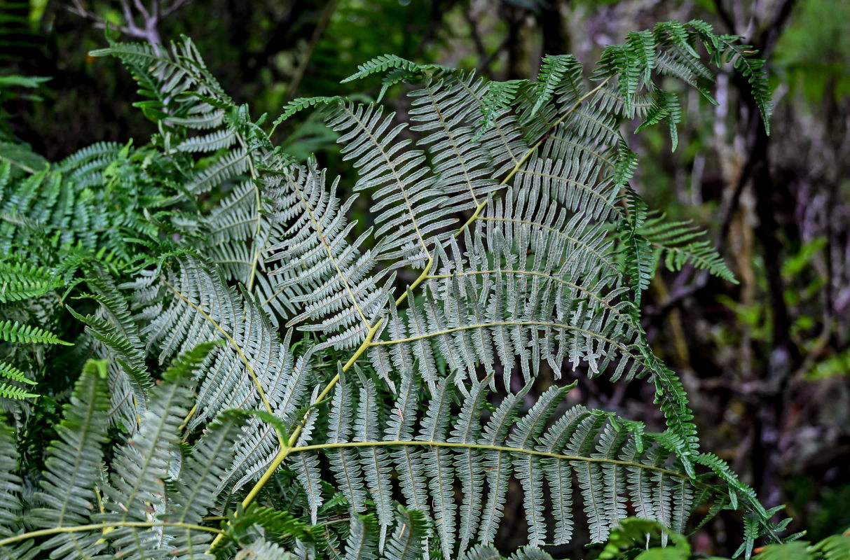 Изображение особи Pteridium aquilinum.