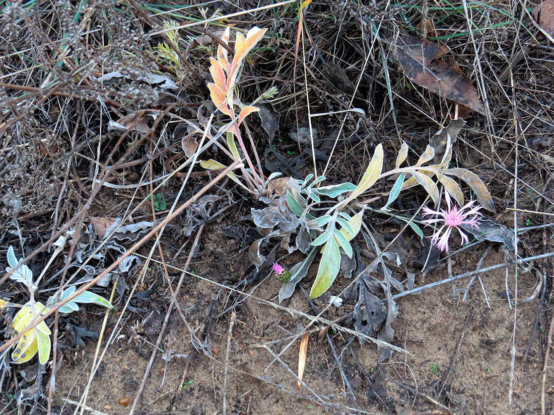 Изображение особи Psephellus sumensis.