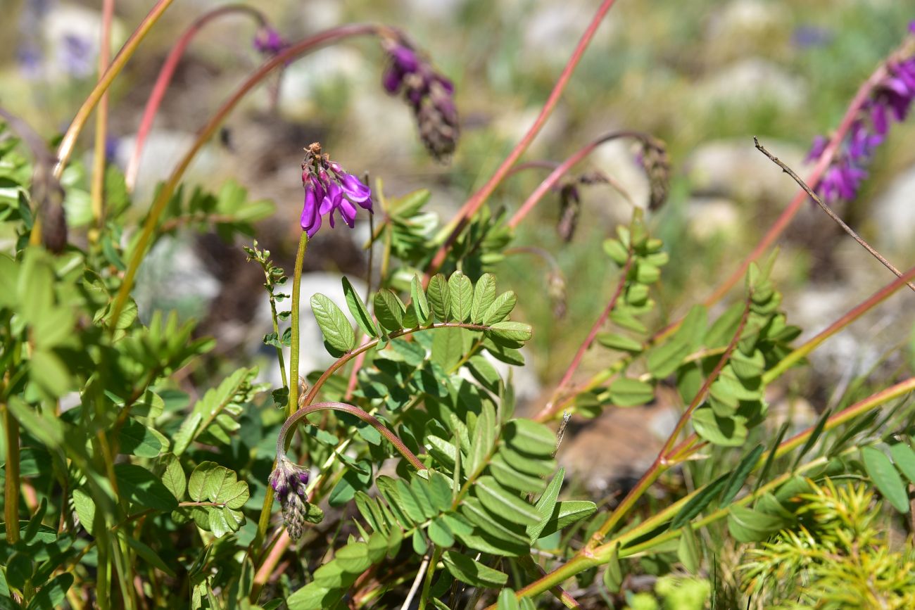 Изображение особи Hedysarum caucasicum.