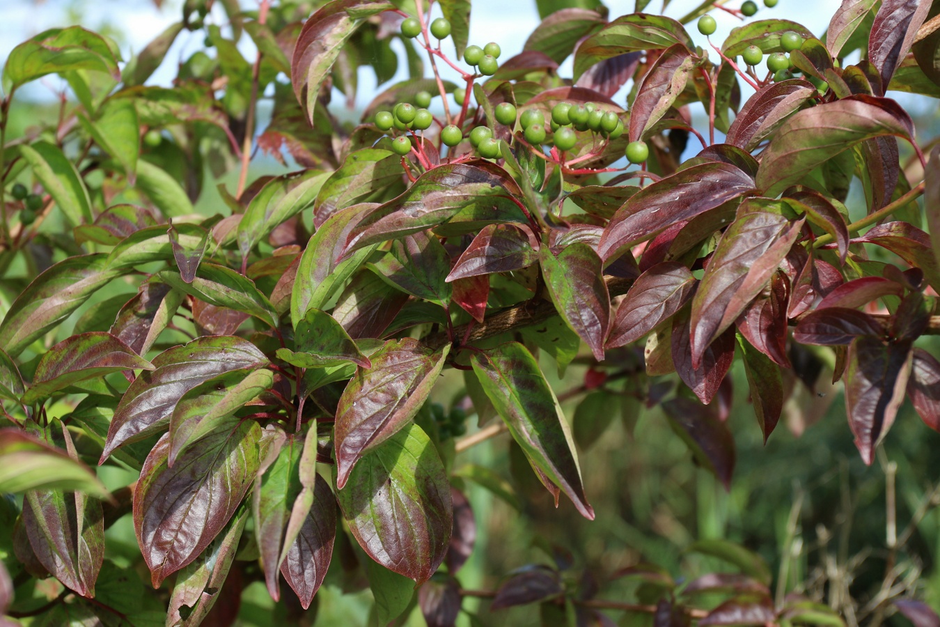 Изображение особи Swida sanguinea.