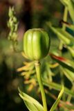 Lilium monadelphum