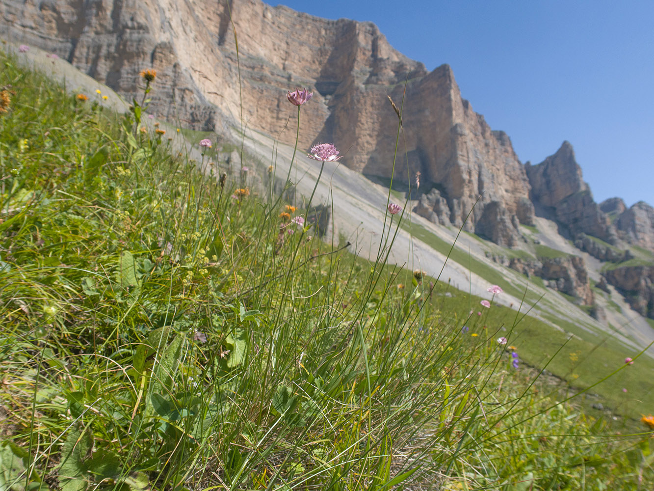 Image of Astrantia trifida specimen.