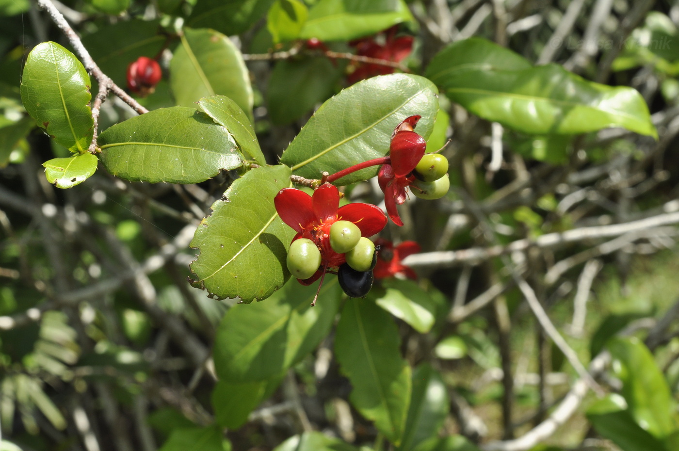 Изображение особи Ochna serrulata.