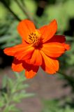 Cosmos sulphureus. Соцветие. Белгородская обл., пос. Ракитное, ул. Сосновая, 2, в культуре. 10 августа 2023 г.