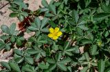 Potentilla reptans. Цветок и листья. Калининградская обл., Правдинский р-н, пос. Железнодорожный, у дороги. 02.07.2025.