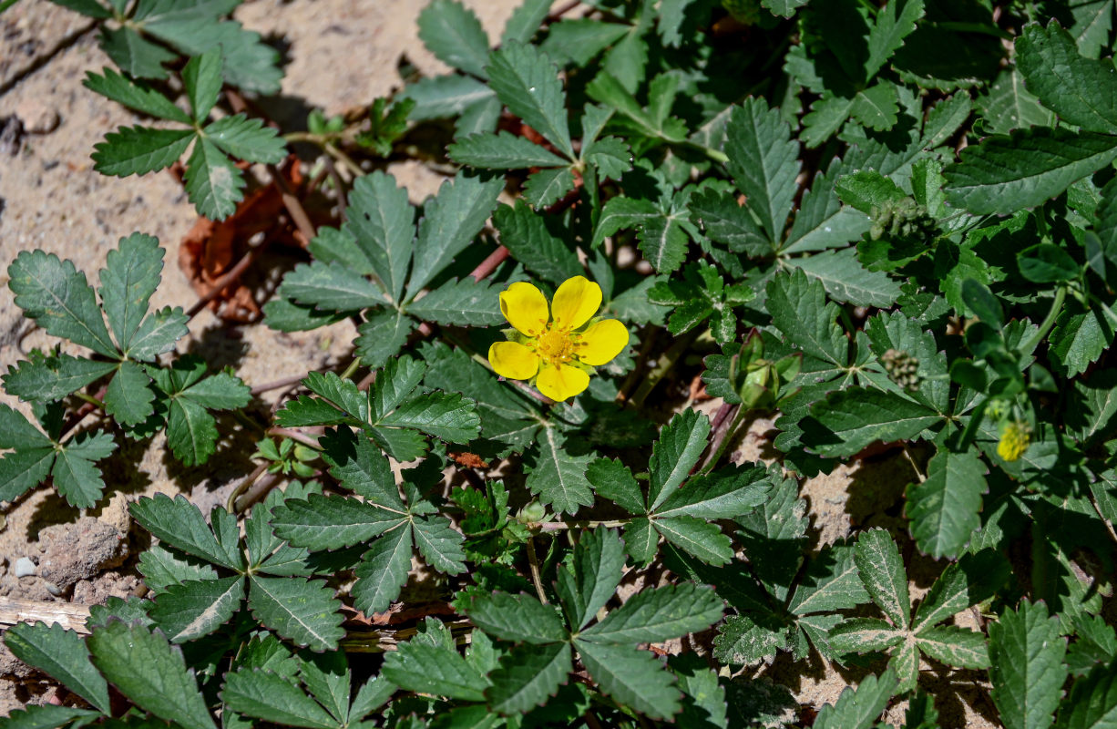 Изображение особи Potentilla reptans.