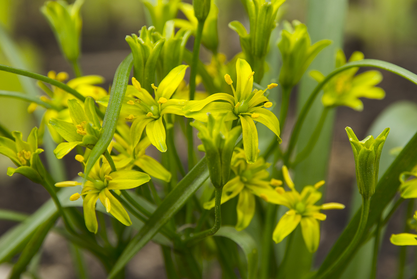 Изображение особи род Gagea.