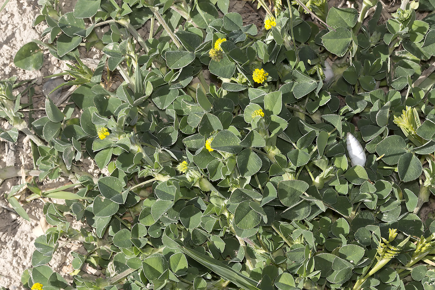 Изображение особи Medicago lupulina.