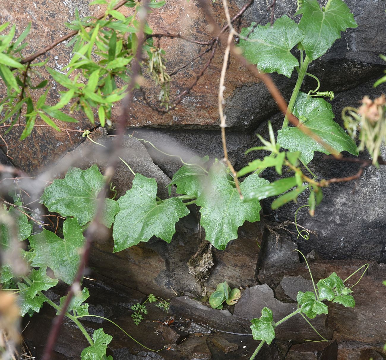 Изображение особи род Bryonia.