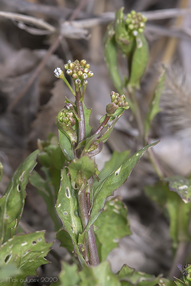 Изображение особи Calepina irregularis.