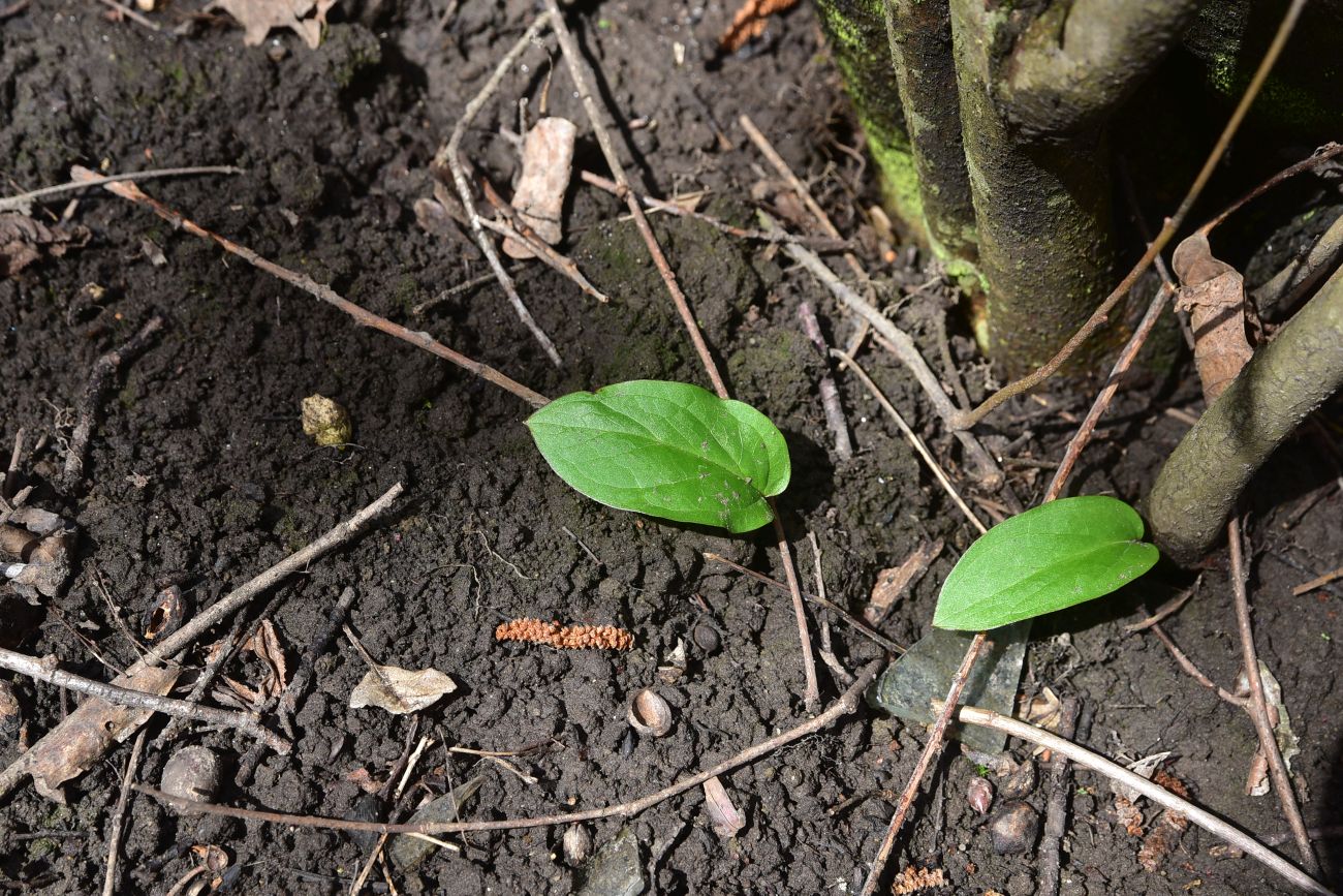 Image of Unknown species specimen.