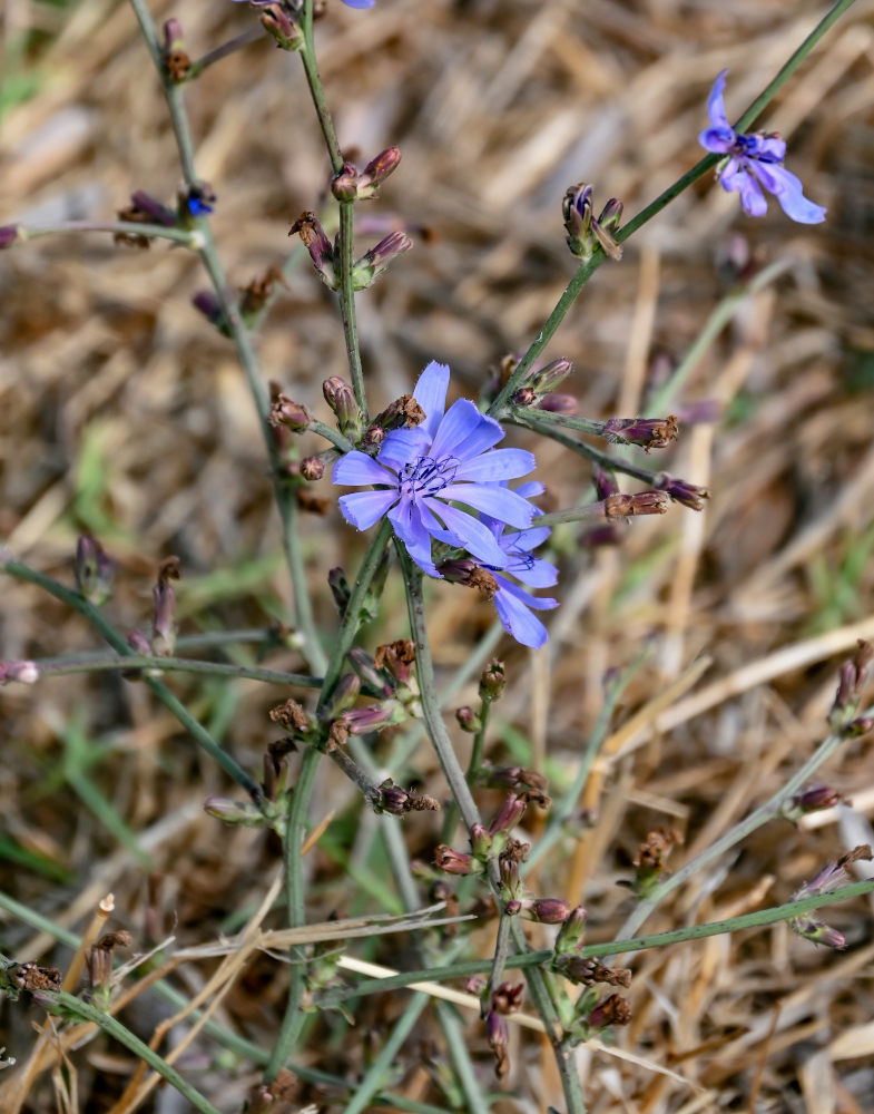 Изображение особи Cichorium intybus.
