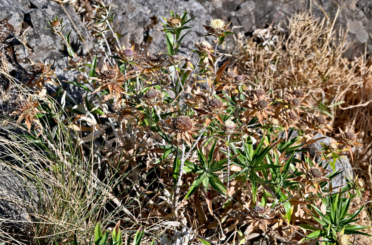 Image of genus Carlina specimen.