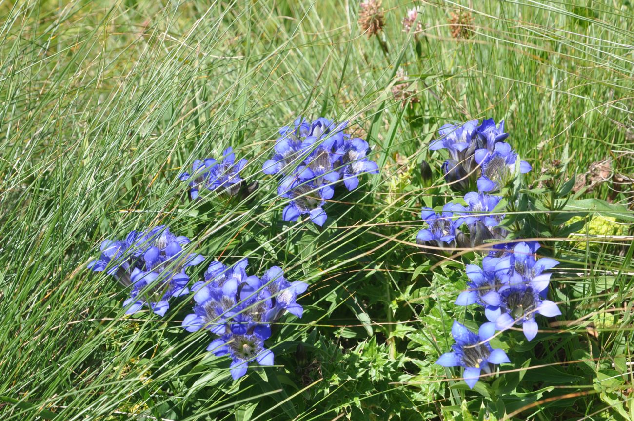Image of genus Gentiana specimen.