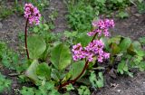 Bergenia crassifolia. Цветущее растение. Липецкая обл., Елецкий р-н, г. Елец, в культуре. 10.05.2026.
