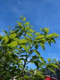 Смотреть изображение Castanea sativa