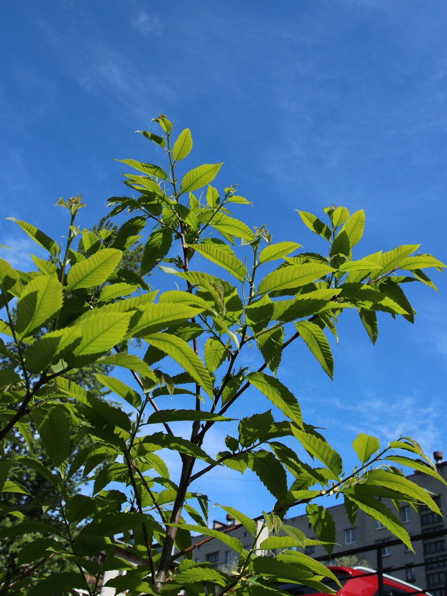 Изображение особи Castanea sativa.