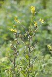 Sisymbrium luteum. Верхушки цветущих растений. Приморский край, Лазовский р-н, окр. дер. Глазковка вблизи мыса Кит, нижняя часть травяного склона у моря. 14.06.2026.