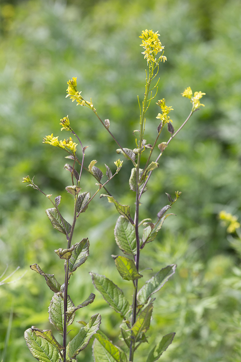 Изображение особи Sisymbrium luteum.
