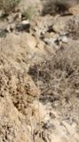 Panicum turgidum. Полуосыпавшееся соплодие. Израиль, Иудейская пустыня, склон к Мёртвому морю. 21.02.2011.