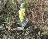 Verbascum saccatum. Верхушка цветущего растения. Азербайджан, Нахчыван, Бабекский р-н, окр. с. Вайхыр, вокруг водохранилище, разнотравный склон. 28.05.2026.