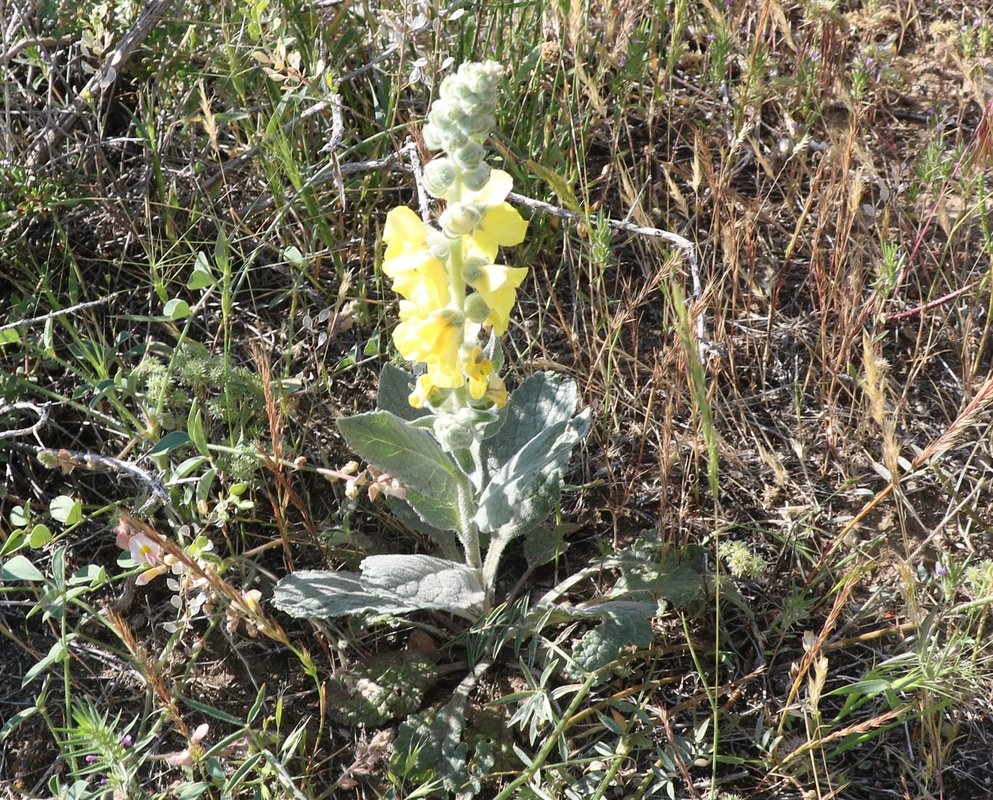 Image of Verbascum saccatum specimen.