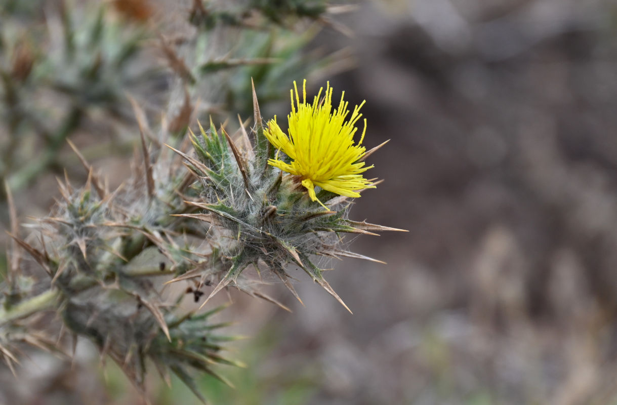 Изображение особи Carthamus lanatus.