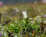Gentiana algida. Цветущее растение. Хабаровский край, р-н имени Лазо, гора Ко, выс. ≈ 1940 м н.у.м., горная тундра. 02.08.2026.
