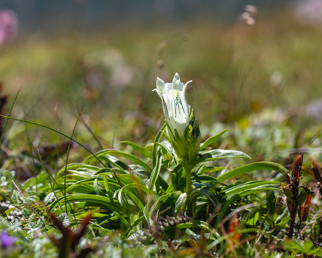 Image of Gentiana algida specimen.
