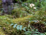 Sorbaria rhoifolia