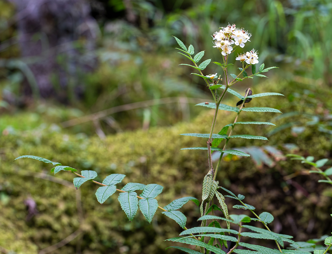 Изображение особи Sorbaria rhoifolia.