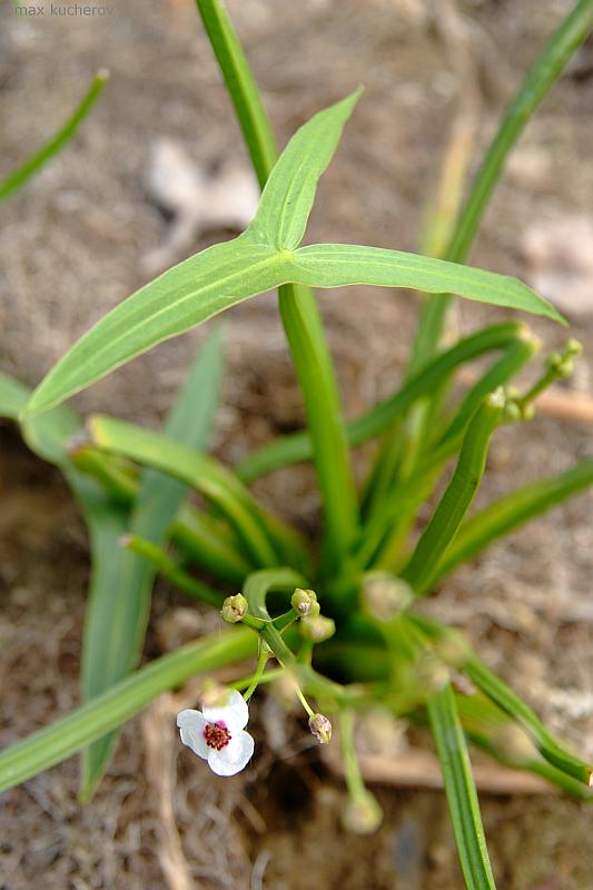 Изображение особи Sagittaria sagittifolia.