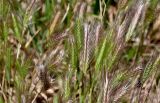 Hordeum leporinum. Соцветия. Португалия, округ Сетубал, г. Серкал, у дороги. 07.06.2026.